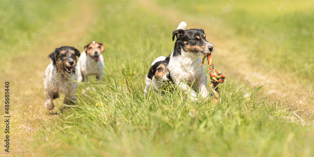 Many dog run and play with a ball in a meadow. A pack of Jack Russell Terriers pets,