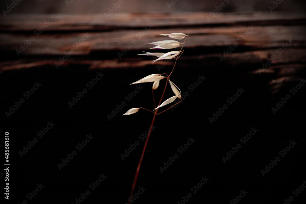 custom made wallpaper toronto digitalSingle stalk of grass over dark background