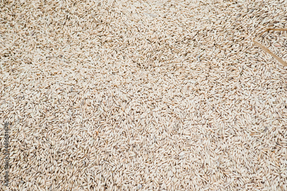 Rice drying out in a field, Bandung, Java, Indonesia, Asia, Asia, background with copy space Rice drying out in a field, Bandung, Java, Indonesia, Asia, Asia, background with copy space