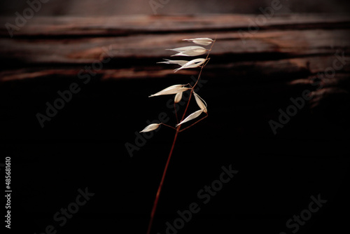 Wallpaper Mural Single stalk of grass over dark background Torontodigital.ca