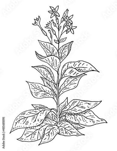 Tobacco plant with leaf and flower. Vintage engraving black illustration. Isolated on white