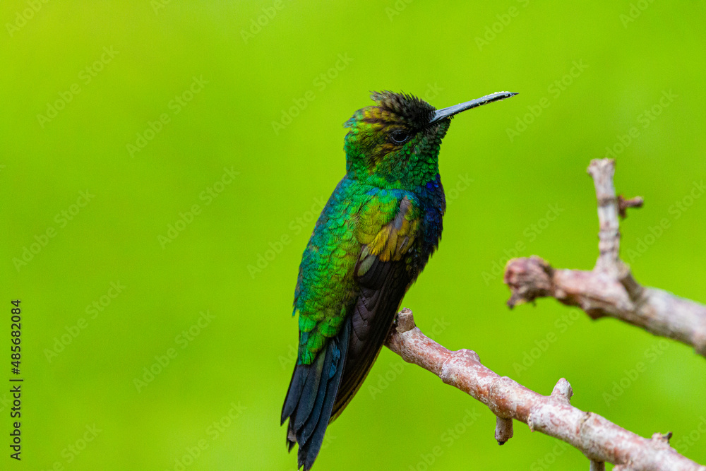 hummingbird on a branch hummingbird on a branch