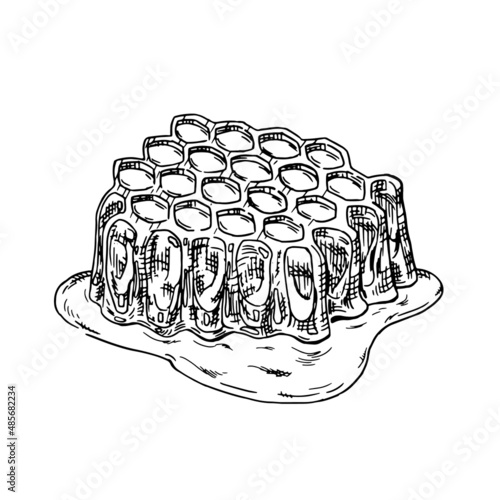 Honey comb hand drawn illustration in hatching style. Isolated vector.