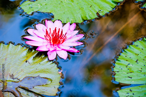 Close Up Photo of a Water Lilly Flower in a Pond at Pura Goa Gaja, Elephant Cave Temple, Bali, Indonesia, Asia, background with copy space photo
