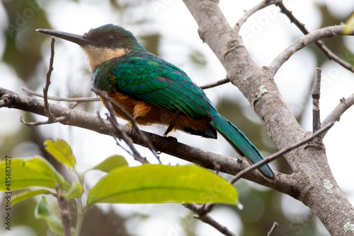 tropical bird