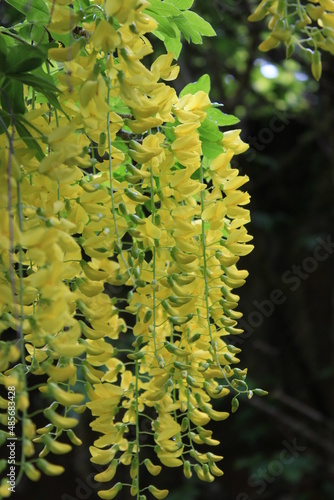 Wallpaper Mural Flowers in Scotland Torontodigital.ca
