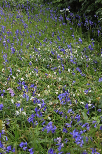 Wallpaper Mural Scottish wildflowers Torontodigital.ca