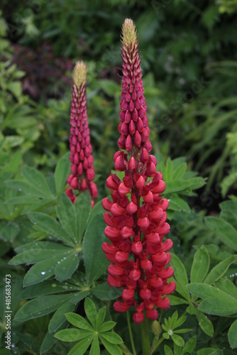 Wallpaper Mural Flowers in Scotland Torontodigital.ca