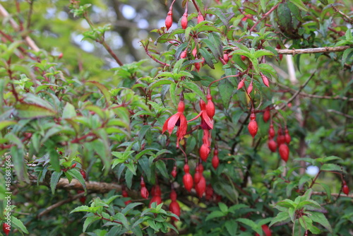 Wallpaper Mural Flowers in Scotland Torontodigital.ca