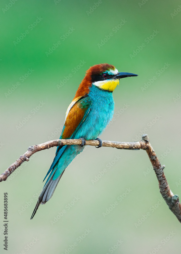 Bee-eater on green background