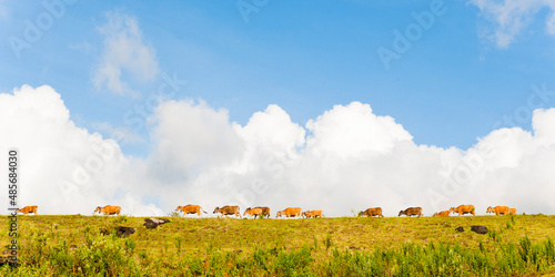 Cattle in Senaru at the end of the Three Day Mount Rinjani Trek, Lombok, Indonesia, Asia photo