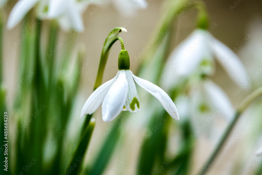 First sign of spring, closeup of wild snowdrops (Galanthus) First sign of spring, closeup of wild snowdrops (Galanthus)