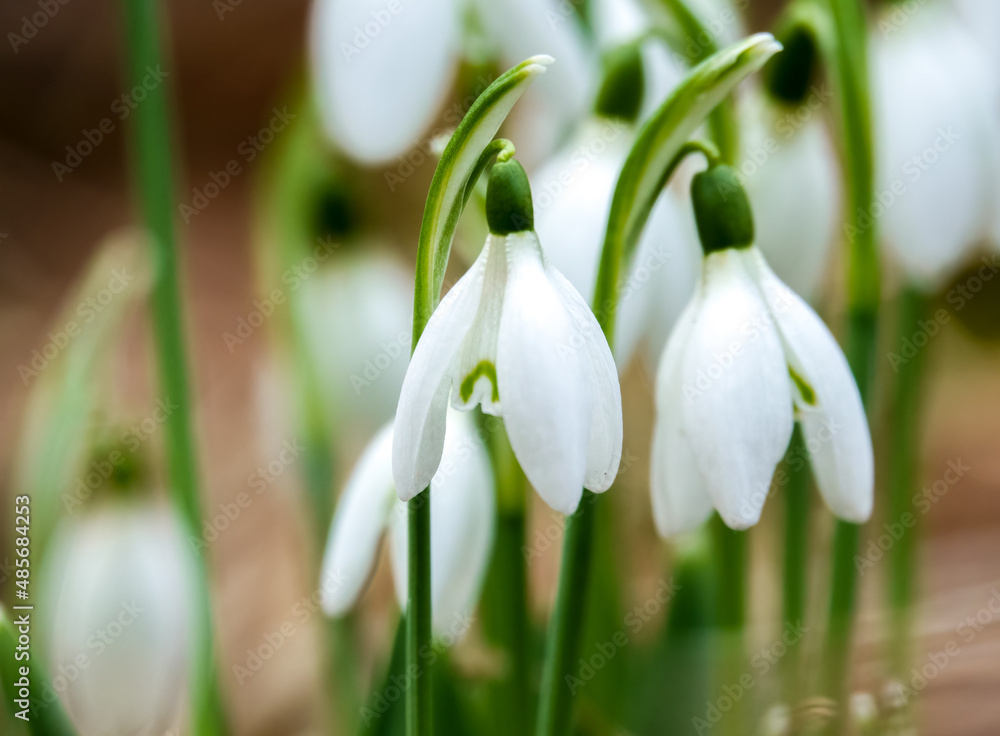 First sign of spring, closeup of wild snowdrops (Galanthus) First sign of spring, closeup of wild snowdrops (Galanthus)