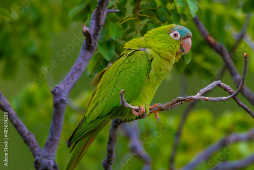 green macaw