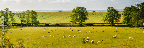 Sheep in Northumberland National Park, near Hexham, England, United Kingdom, Europe photo