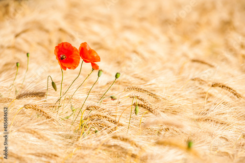 Poppies in a wheat field in Northumberland National Park, near Hexham, England, United Kingdom, Europe