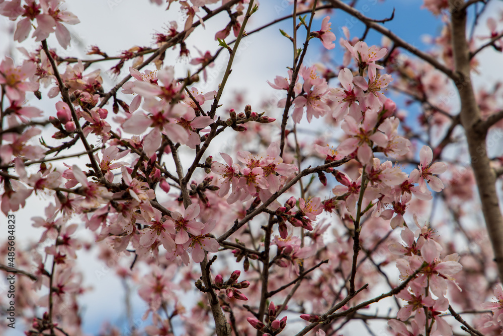 cherry blossoms in spring time