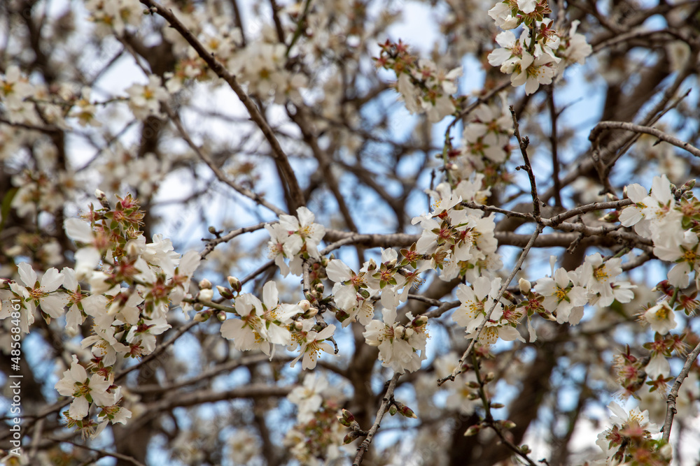 cherry blossoms in spring time cherry blossoms in spring time