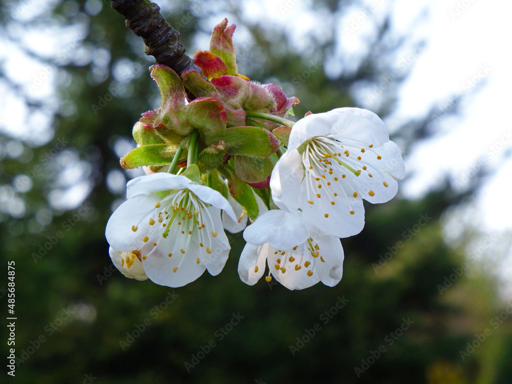 kwitnąca czereśnia, Prunus avium  - obrazy, fototapety, plakaty 