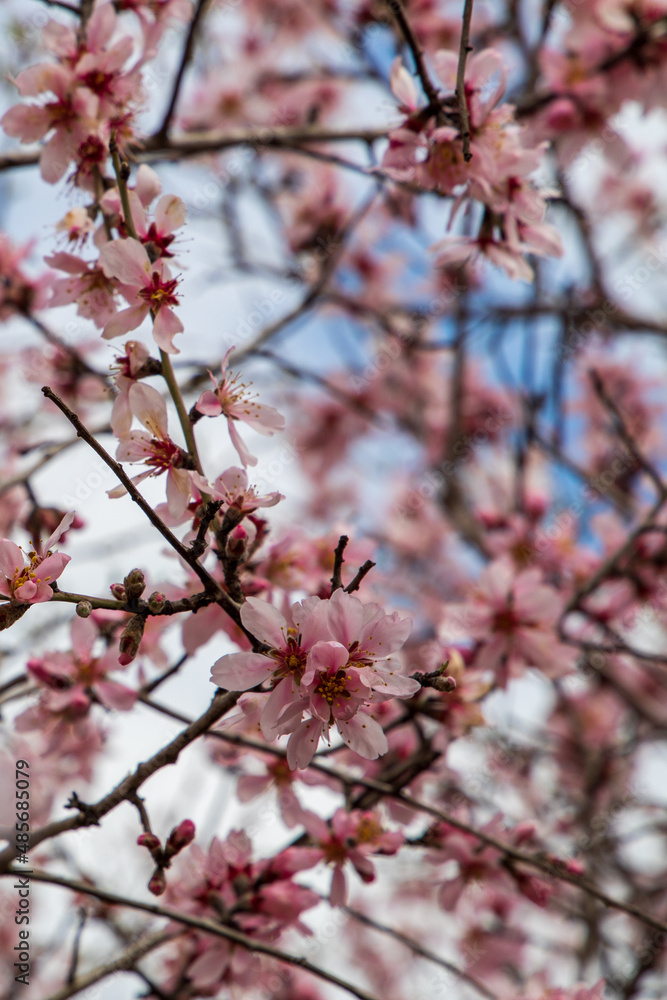 cherry blossoms detail in spring