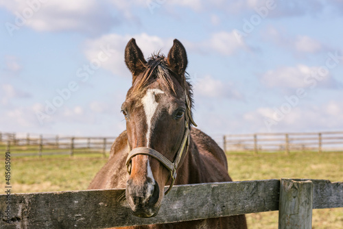 Close-up of the head of a bay Thoroughbred broodmare with a white blaze looking over a wood fence in a pasture in Kentucky.