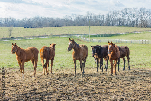 A herd of yearling Thoroughbreds in a muddy area of a pasture in Kentucky. photo
