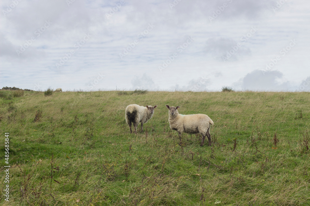 sheep in the field