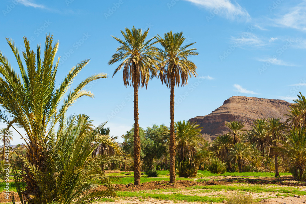 Palm trees in the Dades Valley near Ouarzazate, Morocco, North Africa, Africa, background with copy space