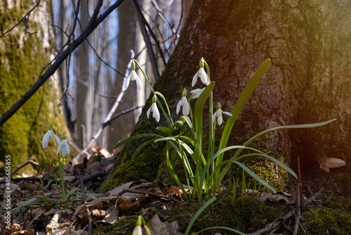 tender and delicate blossom and buds of common snowdrop, symbol of spring enjoys sunshine, seasonal awakening ecosystem, understanding beauty of vulnerable nature and protection, sun flare