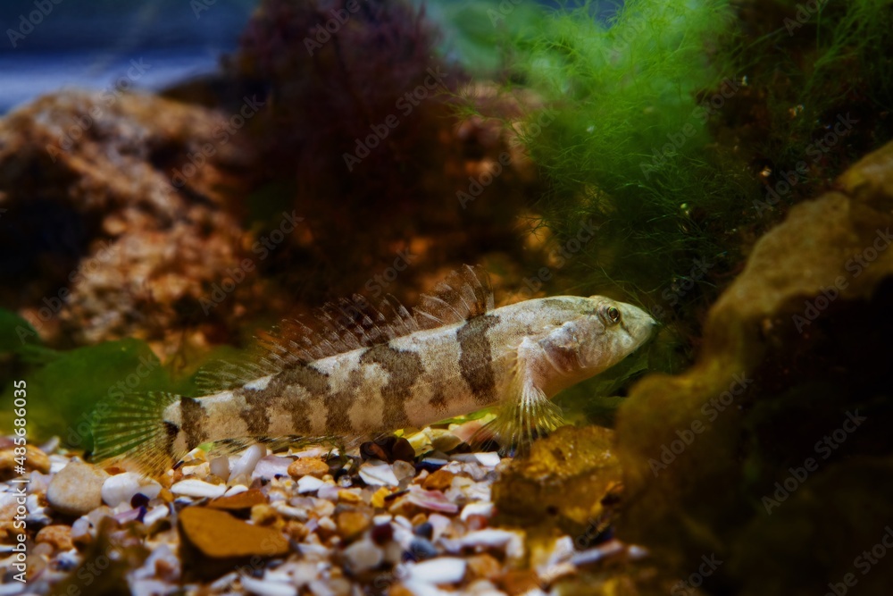 tubenose goby, dominant healthy, active, dwarf saltwater species spread fins and rest on gravel bottom with brown algae in Black Sea marine biotope aquarium tubenose goby, dominant healthy, active, dwarf saltwater species spread fins and rest on gravel bottom with brown algae in Black Sea marine biotope aquarium