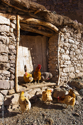 Chickens at Tacheddirt, a Berber village in the High Atlas Mountains, Morocco, North Africa, Africa