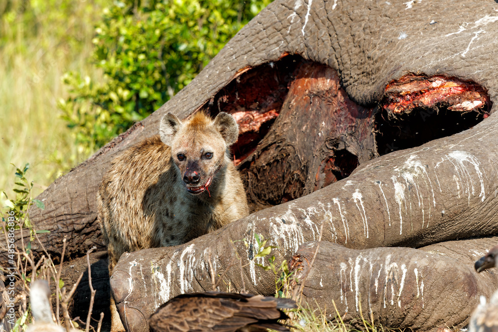 Φωτογραφία spotted hyena and vultures eating from the carcass of an old male elephant in th