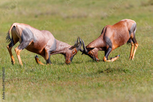 Photography Topi or tsessebe (Damaliscus lunatus) males fighting in the mating season in the