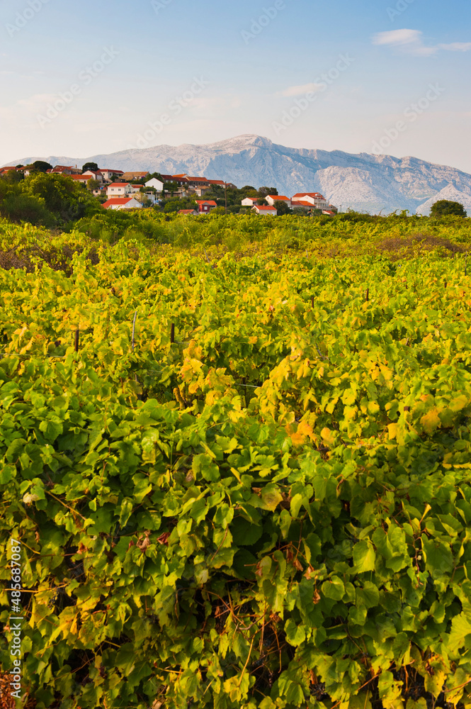Grape vineyard, Lumbarda, Korcula Island, Dalmatia (Dalmacija), Croatia