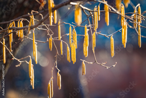 Spring flowers male catkins of Common hazel Corylus avellana similar to earrings and small red female flowers on tree branch in sunlight, spring background