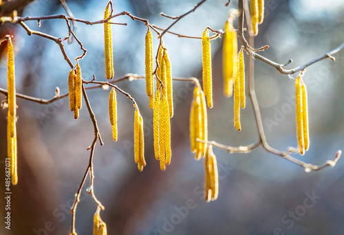 Spring flowers male catkins of Common hazel Corylus avellana similar to earrings and small red female flowers on tree branch in sunlight, spring background