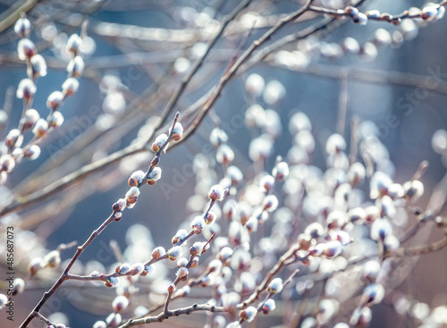 Pussy willow branches with catkins, soft fluffy spring buds in sunlight. Early spring Easter background. Text space. Traditional decoration for Palm Sunday in Europe.