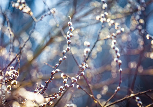 Pussy willow branches with catkins, soft fluffy spring buds in sunlight. Early spring Easter background. Text space. Traditional decoration for Palm Sunday in Europe.