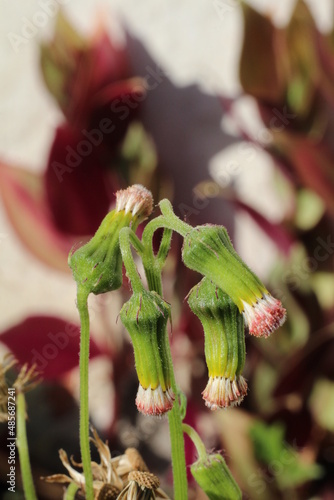 Flowers of the wild Asteraceae Crassocephalum sp in garden photo