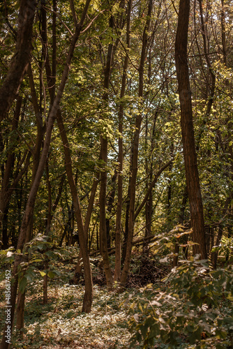 autumn forest in the morning