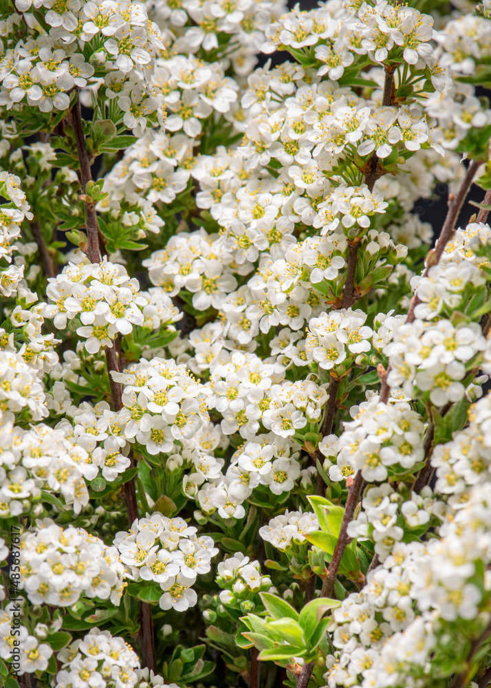 Blooming flowers of white Spirea bush for background, close-up. Blooming flowers of white Spirea bush for background, close-up.