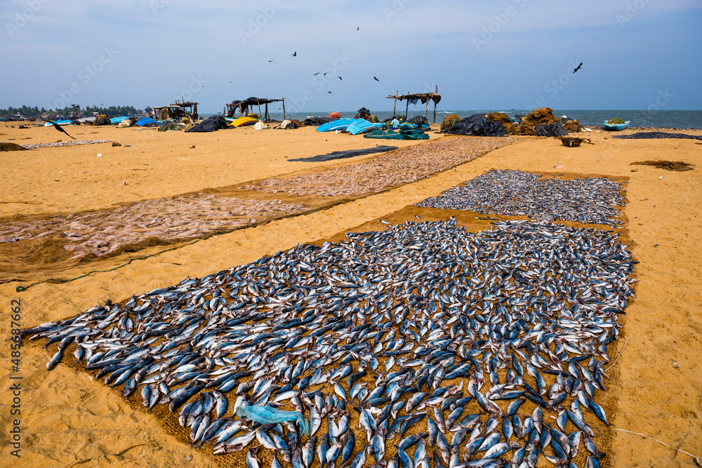Negombo fish market, fish drying in the sun at Lellama fish market