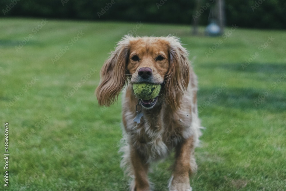 Hund am spielen