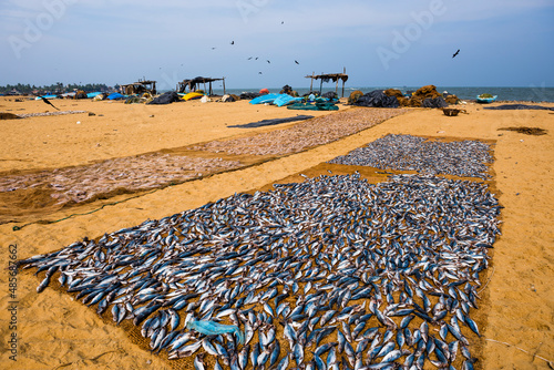 Canvastavla Negombo fish market, fish drying in the sun at Lellama fish market, Negombo, Wes