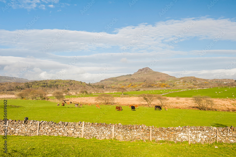 Farm land in Snowdonia National Park, North Wales