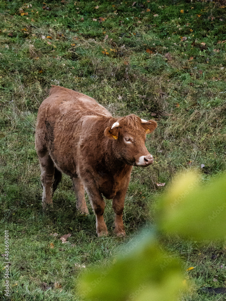 Une vache dans une prairie Une vache dans une prairie