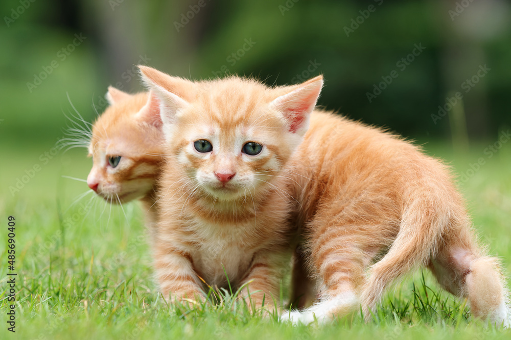 Portrait of two lovely ginger tabby cats standing on green grass field, looking alertly and stay close together, funny pet concept.