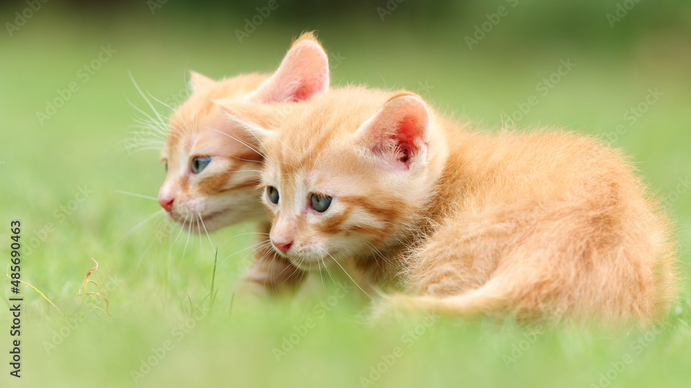 Portrait of two lovely ginger tabby cats standing on green grass field, looking alertly and stay close together, funny pet concept.