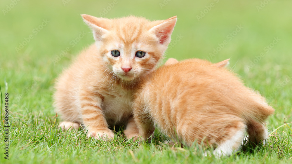 Portrait of two lovely ginger tabby cats standing on green grass field, looking alertly and stay close together, funny pet concept.