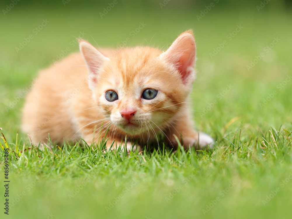 Portrait of lovely ginger tabby cat standing on green grass field, looking alertly, cute pet concept.
